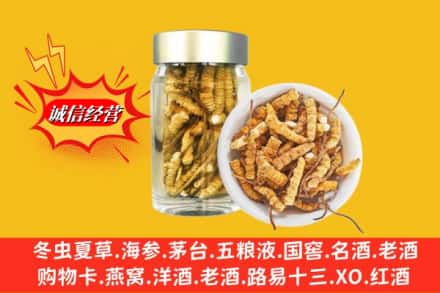 二道区回收散虫草
